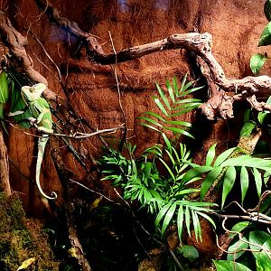 Chamaeleo calyptratus