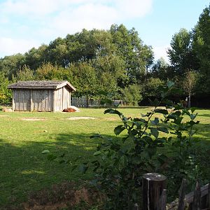Llama and Capybara paddock, 2020-09-12