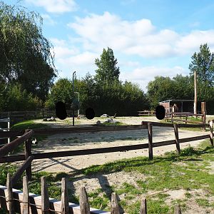 Bactrian camel separation paddock, 2020-09-12