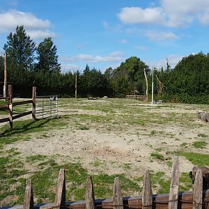 Bactrian camel main paddock, 2020-09-12