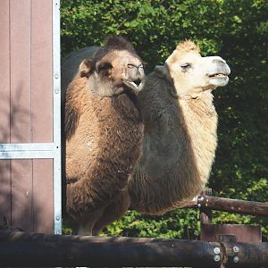 Bactrian camels (Camelus bactrianus), 2020-09-12
