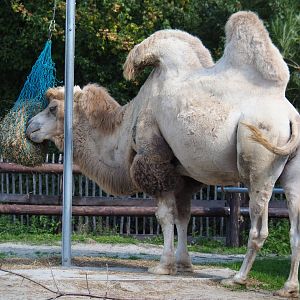 Bactrian camel (Camelus bactrianus), 2020-09-12