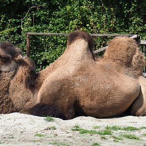 Bactrian camel (Camelus bactrianus), 2020-09-12