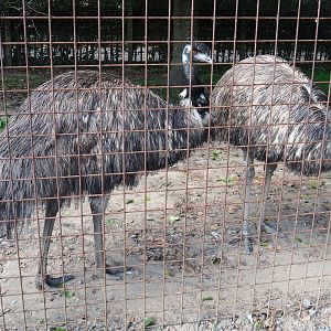 Emus (Dromaius novaehollandiae), 2020-09-12