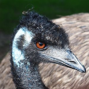 Emu (Dromaius novaehollandiae), 2020-09-12