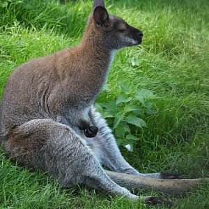 Red-necked wallaby (Notamacropus rufogriseus), 2020-09-12