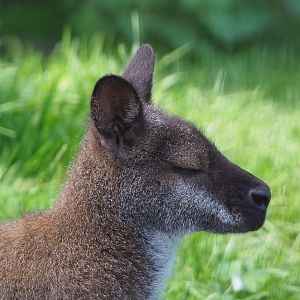 Red-necked wallaby (Notamacropus rufogriseus), 2020-09-12