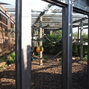Olive baboon cage between house and island, 2020-09-12