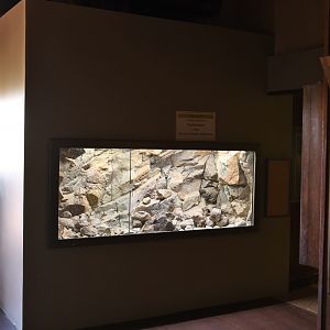 future mountain rattlesnake exhibit