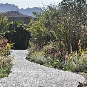 Path with spring wildflowers
