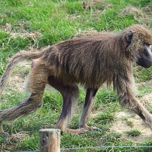 Olive baboon (Papio anubis), 2020-09-12