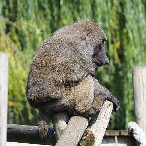 Olive baboon (Papio anubis), 2020-09-12