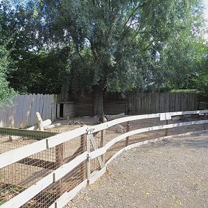 Patagonian mara paddock, 2020-09-12