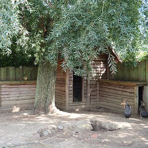 Patagonian mara barn, 2020-09-12