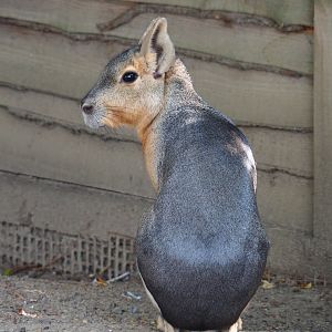 Patagonian mara (Dolichotis patagonum), 2020-09-12