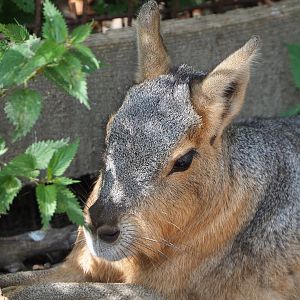 Patagonian mara (Dolichotis patagonum), 2020-09-12