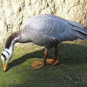 Bar-headed goose (Anser indicus), 2020-09-12