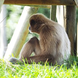 Lar gibbon (Hylobates lar), 2020-09-12