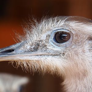 Greater rhea (Rhea americana), 2020-09-12