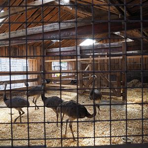 Large animal quarantine stable with flock of Greater rheas, 2020-09-12