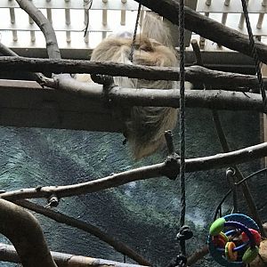 Argyle the two-toed sloth