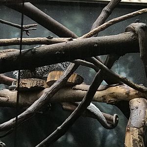 Felix the prehensile-tailed porcupine