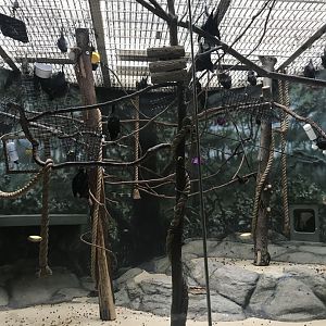 Rodrigues fruit bats