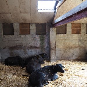 Temporary quarantine stable for herd of Domestic water buffaloes, 2020-09-12