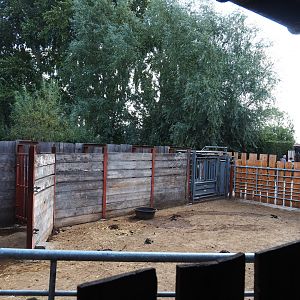Temporary outdoor quarantine paddock for herd of Domestic water buffaloes, 2020-09-12