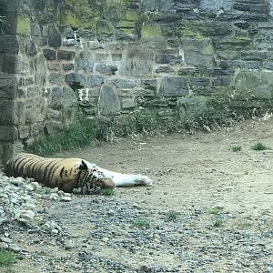 Koosaka the female tiger