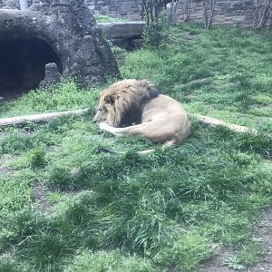 Makini the male African Lion