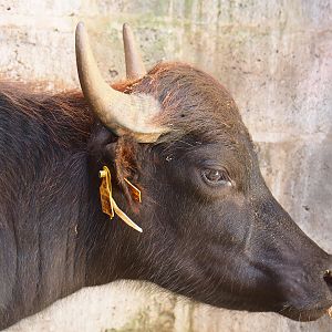 Domestic water buffalo (Bubalus bubalis), 2020-09-12