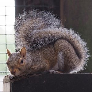 Eastern grey squirrel (Sciurus carolinensis), 2020-09-12