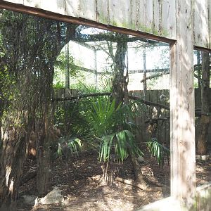 Serval exhibit, 2020-09-12