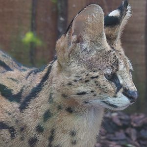 Serval (Leptailurus serval), 2020-09-12