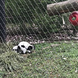 Black-and-white ruffed lemur