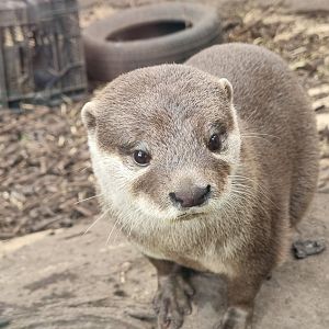 Asiatic Short clawed otter