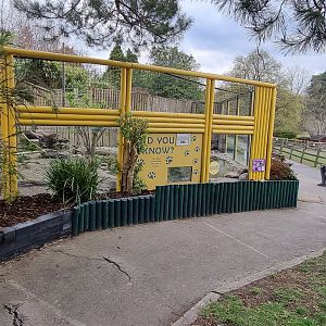 Asiatic Short clawed otter exhibit