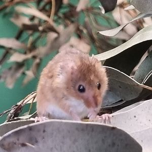 Harvest mouse