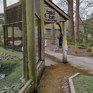 Northern bald ibis aviary