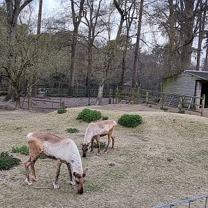 Reindeer enclosure