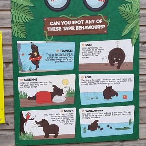 Tapir display board