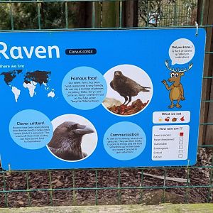 Raven signage