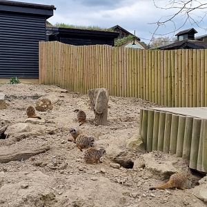 Meerkat exhibit