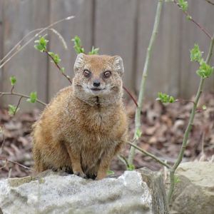 Yellow mongoose