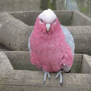 Galah
