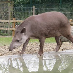 Brazilian tapir