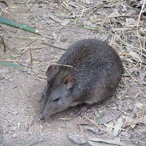 Long nosed pottoroo