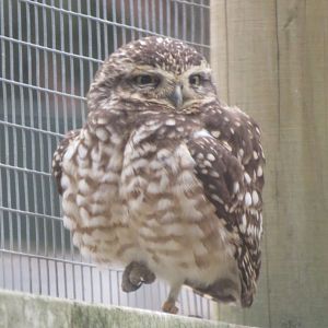 Burrowing owl