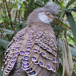 Grey peacock pheasant
